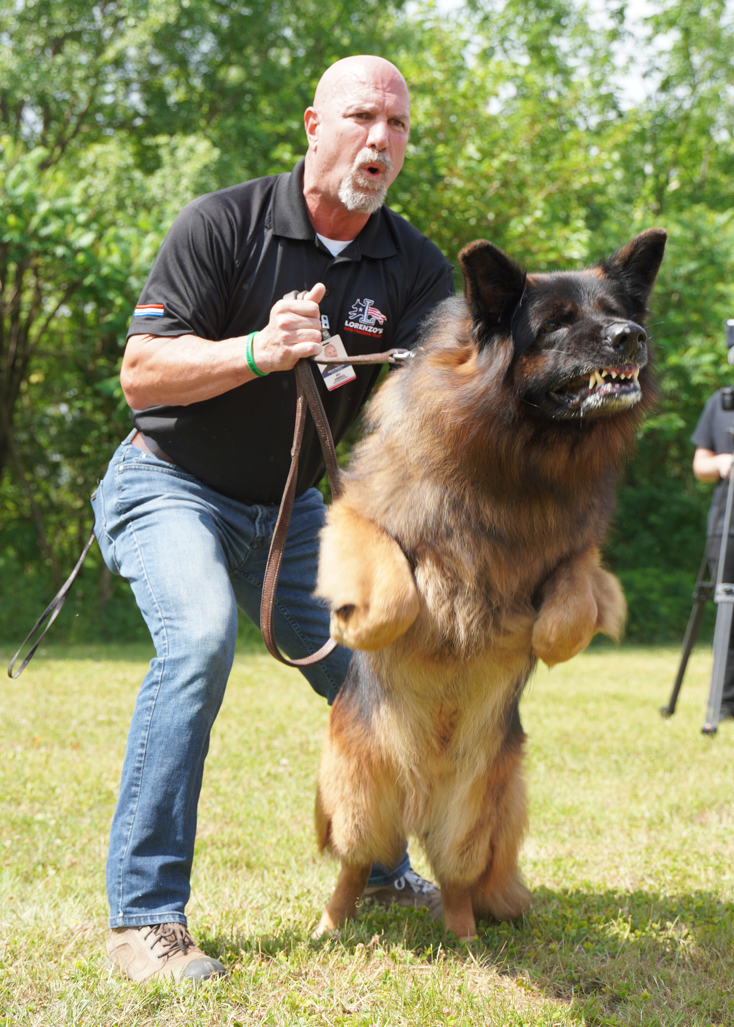 Alert and specialty dog training